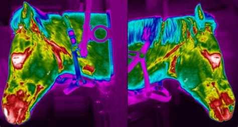 Equine Thermal Imaging Cases Thermidas Oy