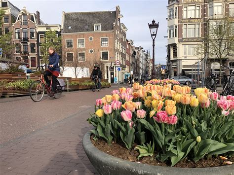 Tulip Festival in Amsterdam: 1 - 30 April 2025