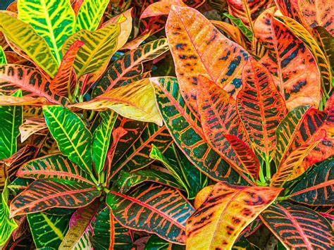 Croton Growing Guide How To Care For Colorful Crotons Gardening Know How
