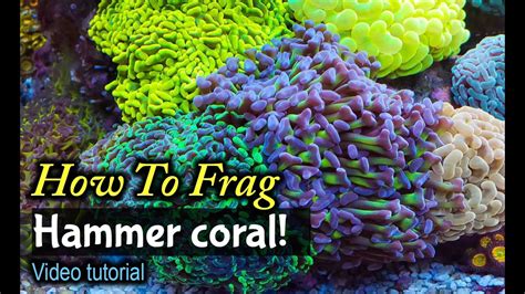 How To Frag Hammer Coral Youtube