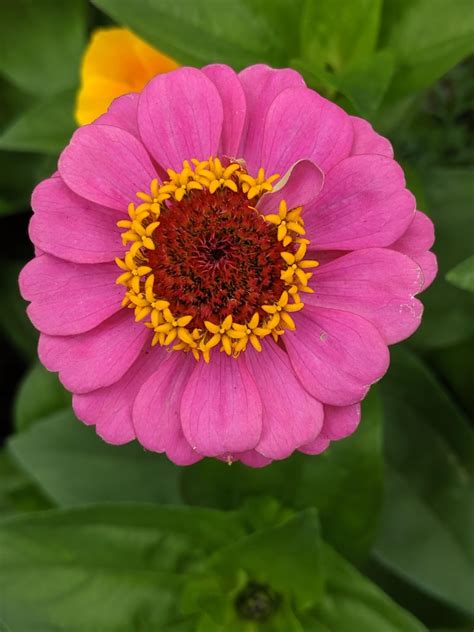 Beautiful coloured zinnia flower : r/gardening