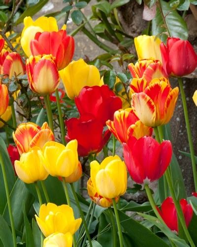 Tulpe Darwin Hybrid Mix Gro Packung Top Collection Tulpen Zarte