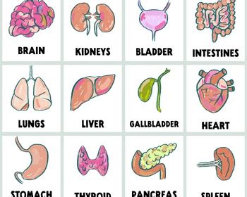 Anatomy visual supports student practices | TPT