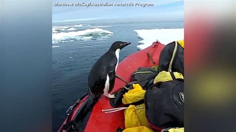 VIDEO: Curious penguin jumps onto boat - 6abc Philadelphia