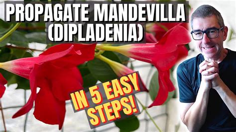 Mandevilla Propagation Quick Easy Method Youtube