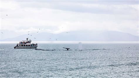 Mendenhall Glacier & Juneau Whale Watching Combo Tour - Juneau Tours ...