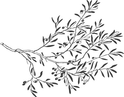 Tree Branch Vector Png