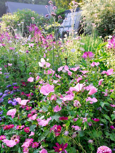 Garden Flowers Annuals And Perennials 2025's Best New Garden Plants: