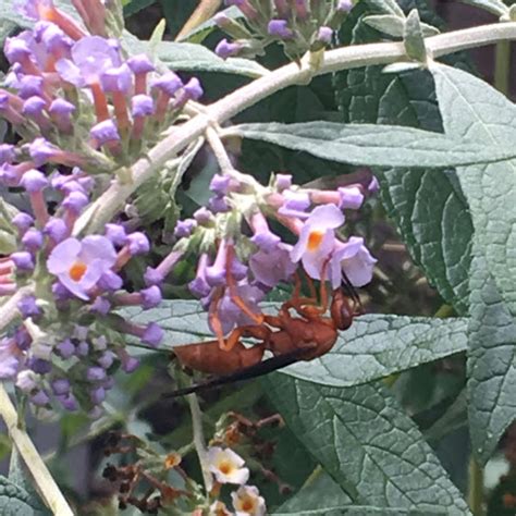 Red Paper Wasp Project Noah