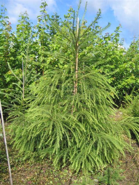 Лиственница европейская - Larix decidua - Каталог-магазин хвойных в ...
