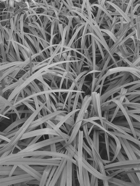 Grass Photography Herbs Photography Grass