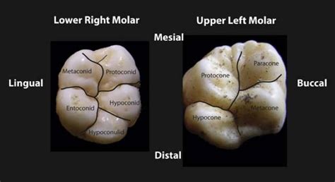 Pots Stones Bones On Twitter Each Cusp Has A Distinct Name To