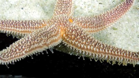 Sea star walking, Aquarium, VA, 5/28/12 - YouTube