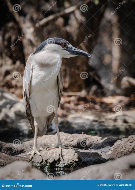 Black-crowned Night Heron in the Colombian Bird Sanctuary Located in