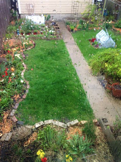 Weeping Pussy Willow Salix Caprea Pendula More Organics