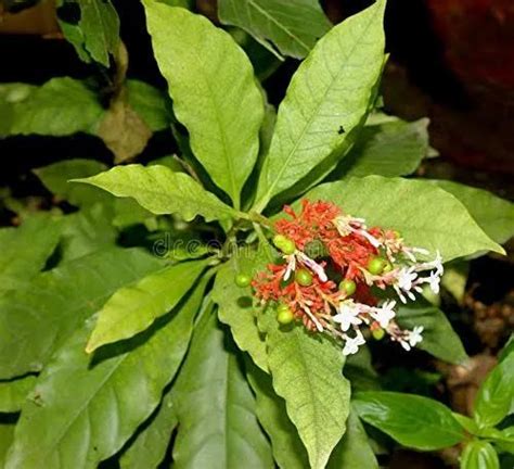 Sarpagandha Root At Rs Kg Sarpagandha Root In Visakhapatnam Id