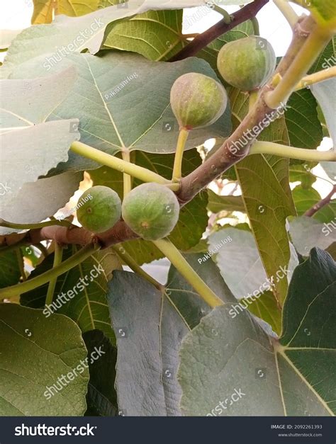 fig tree desert king