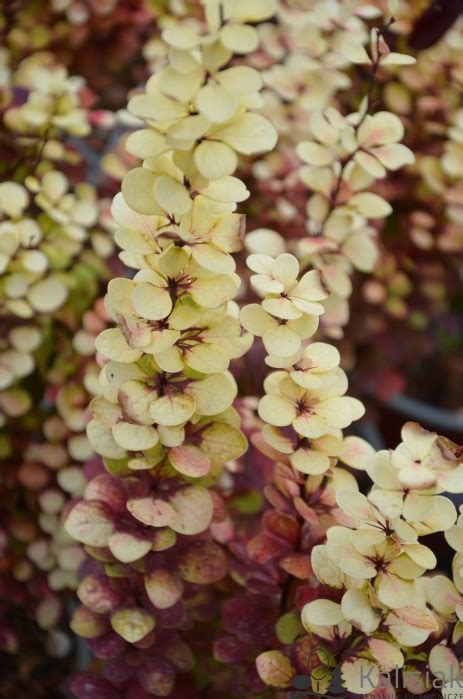 Berberis Thunbergii Orange Torch Berberys Thunberga