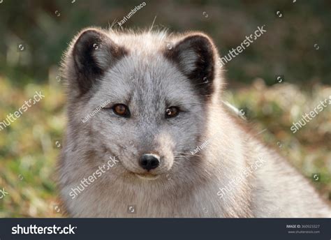 arctic fox  summer stock photo  shutterstock