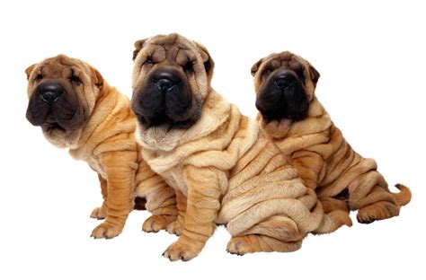 Shar pei Características carácter y cuidados con fotos