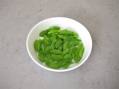 young spruce tips stock image image  green medicine