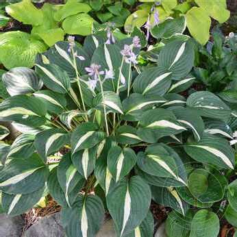 Хоста Уайт Бикини Hosta White Bikini купить в Москве по низкой цене из питомника доставка