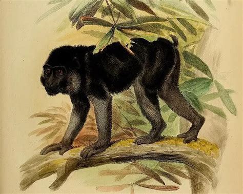 booted macaque facts diet habitat pictures  animaliabio