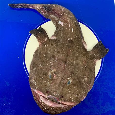 Whole Monkfish Eat More Fish Nationwide Delivery