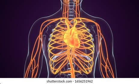 D Rendered Anatomy Illustration Human Vascular Stock Illustration