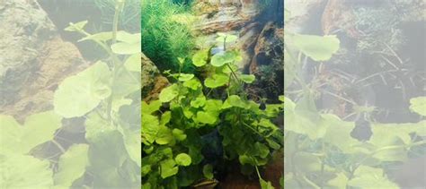 Аквариумное растение Гидрокотила (щитолистник) купить в Москве ...