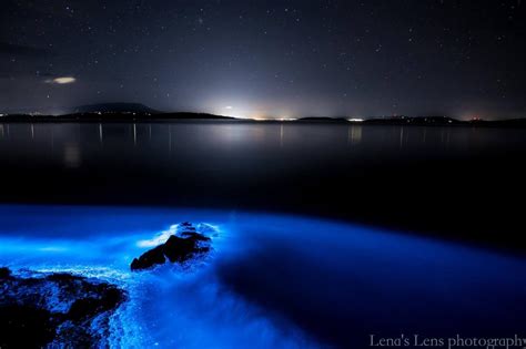 Sea Sparkle lights up Tasmanian beaches | The Mercury