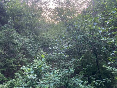 A 30-Year “Snapshot” of Pacific Northwestern Birds Shows Their