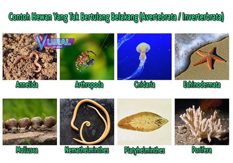 contoh invertebrata piffleme