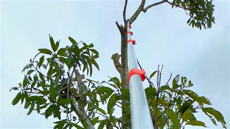 Galah Gergaji Aluminium Extension Pole Potong Dahan Youtube