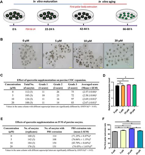 Frontiers Quercetin Protects Porcine Oocytes From In Vitro Aging By