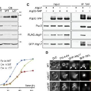 (PDF) Assessment of Genetic Mutations in PEX1, PEX2, PEX3, PEX5, PEX6 ...