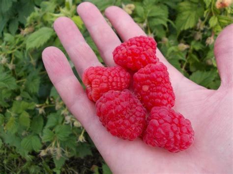 Малина Маросейка Описание Сорта Фото – Telegraph