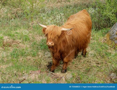 Vaca Escocesa Das Montanhas Imagem De Stock Imagem De Carne Pasto