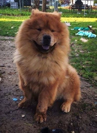 Chow Chow Dog Breed Information And Pictures