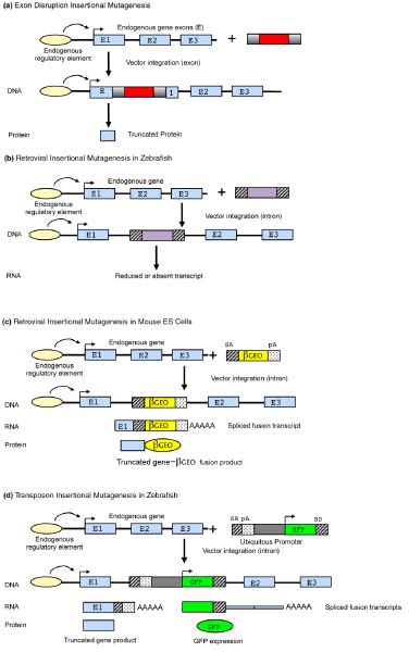 Insertional Mutagenesis Strategies Used In Vertebrates In Each Case A