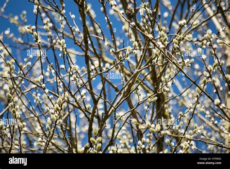Pussy Willow Branches Stock Photo Alamy