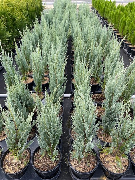 Moonglow, Rocky Mountain Juniper, Juniperus scopulorum – Eureka Farms