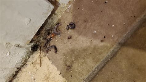 What are these small (~1cm) shelled brittle bug corpses that keep
