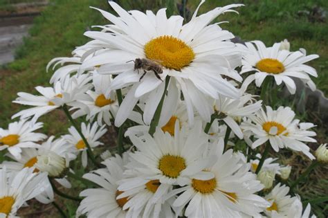 Нивяник Майфилд (64 фото) » НА ДАЧЕ ФОТО