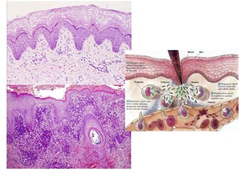 Histología Sangre