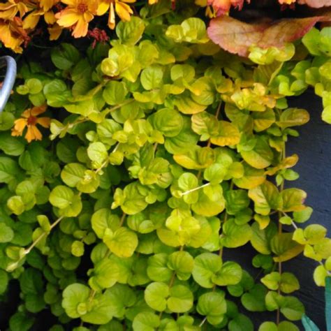 Propagation Of Goldilocks Plant Skyvint