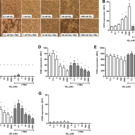 Morphology And Cell Surface Molecule Expression By Human Vitd 3 Download Scientific Diagram