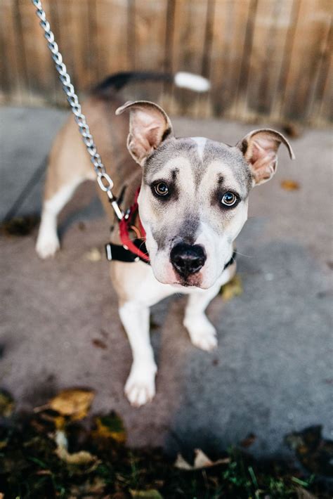 How To Successfully Rehome Your Animals By Listing Pets On Craigslist Nc With Clear Photos And Detailed Descriptions
