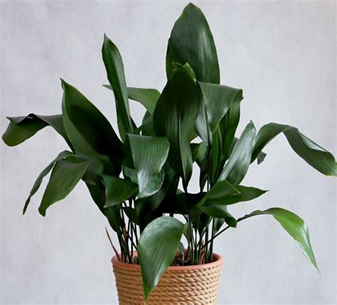 25 Hard To Kill Houseplants That Will Thrive In Your Home Smart