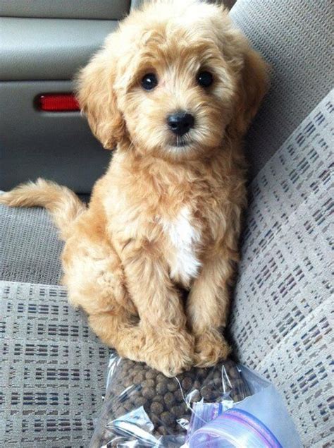 Best 25+ Maltipoo full grown ideas on Pinterest | Cockerpoo full grown ...